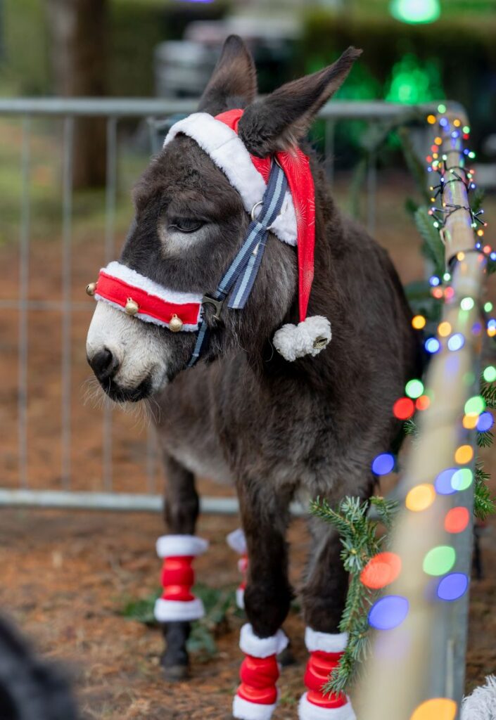 Weihnachtlicher Esel